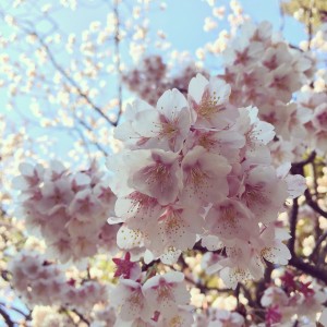 福岡県・宮地嶽神社の開運桜