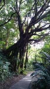 沖縄：ガンガラーの谷